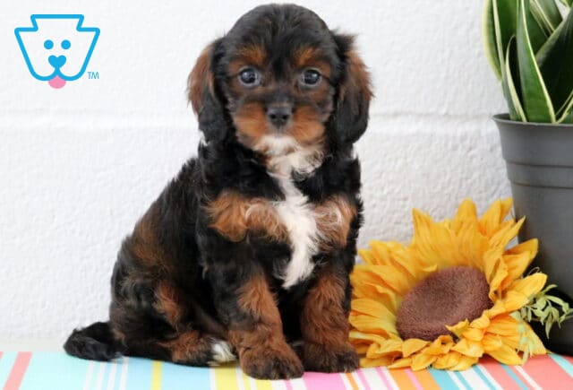 Mylie Cavapoo image