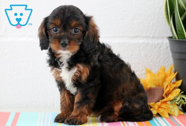Mylie Cavapoo2 image
