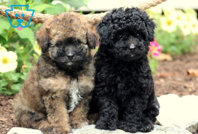 N Litter Toy Poodle Group image