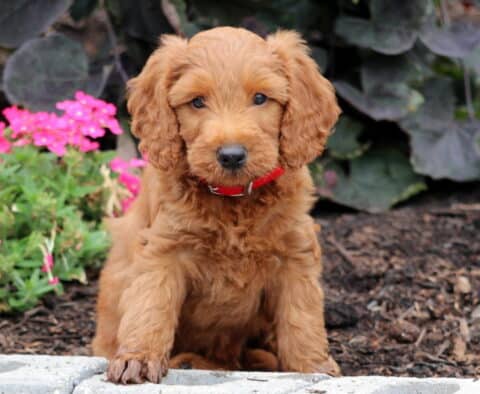 Nabisco Mini Goldendoodle
