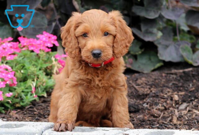 Nabisco Mini Goldendoodle image