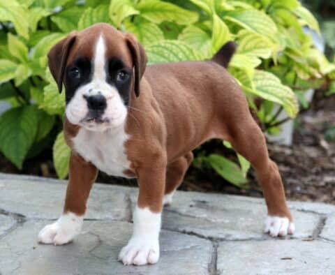 Curious Boxer puppy with a fawn coat, white chest, and white front legs standing on a stone patio in front of vibrant green plants.