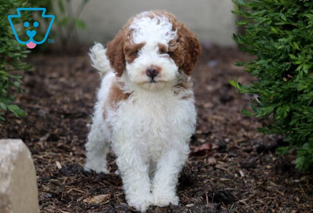 Mini Poodle puppy with a curly white and red coat standing confidently on a mulch path between two green shrubs, looking straight ahead with a sweet expression. image