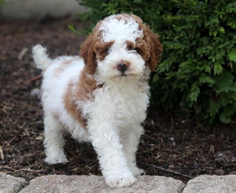 Adorable Mini Poodle puppy with a curly red and white coat standing alert on a stone-edged path, looking ahead with a soft, inquisitive expression.