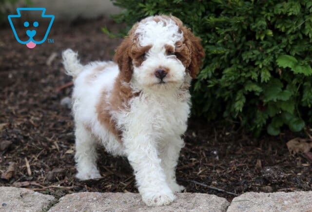 Adorable Mini Poodle puppy with a curly red and white coat standing alert on a stone-edged path, looking ahead with a soft, inquisitive expression. image