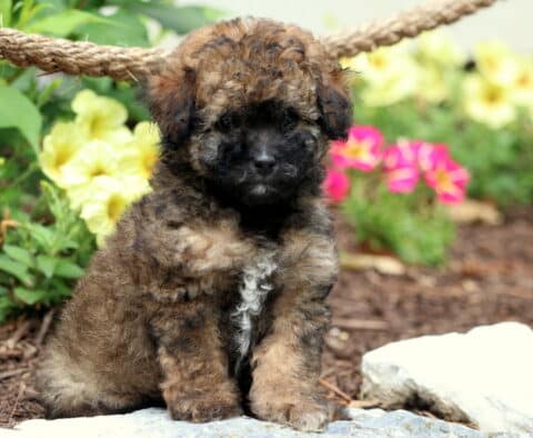 Nala Toy Poodle