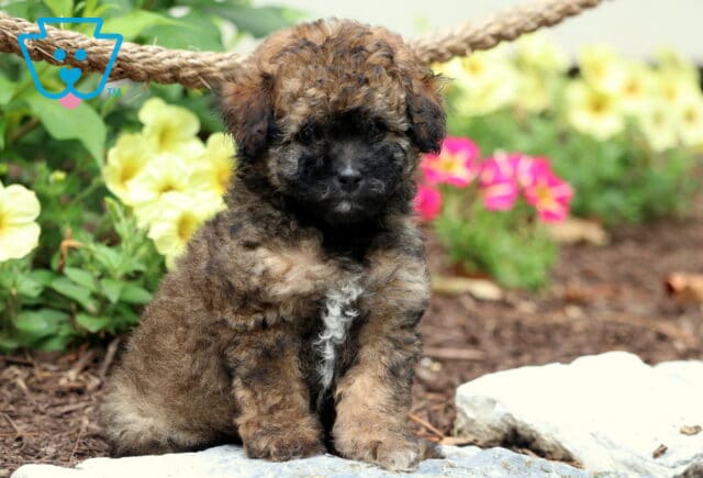 Nala Toy Poodle image