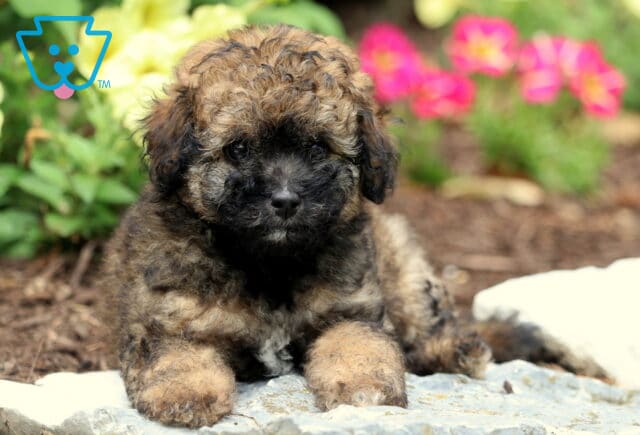 Nala Toy Poodle2 image