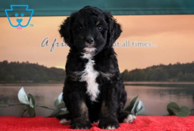 Mini Bernedoodle puppy with a soft black coat, white chest, and tan markings sitting on a red blanket in front of a scenic lake and sunset background. image