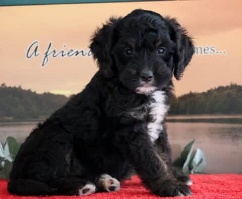 Mini Bernedoodle puppy with a curly black coat, white chest patch, and tan accents sitting on a red blanket with a sunset lake scene in the background.