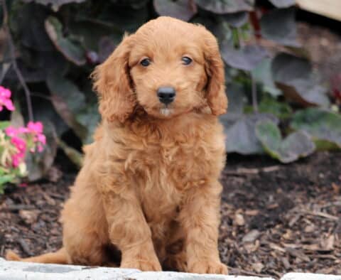 Nashville Mini Goldendoodle