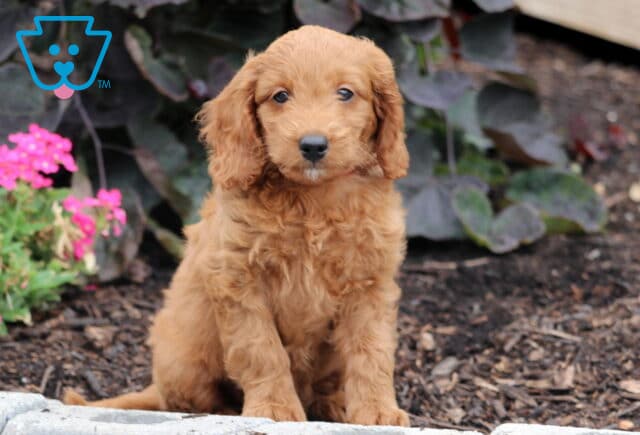Mini Goldendoodle puppy with wavy apricot-colored fur sitting in front of purple and green foliage and pink flowers on a mulched garden bed. image