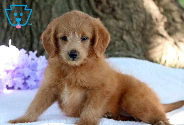 Nat Mini Labradoodle image