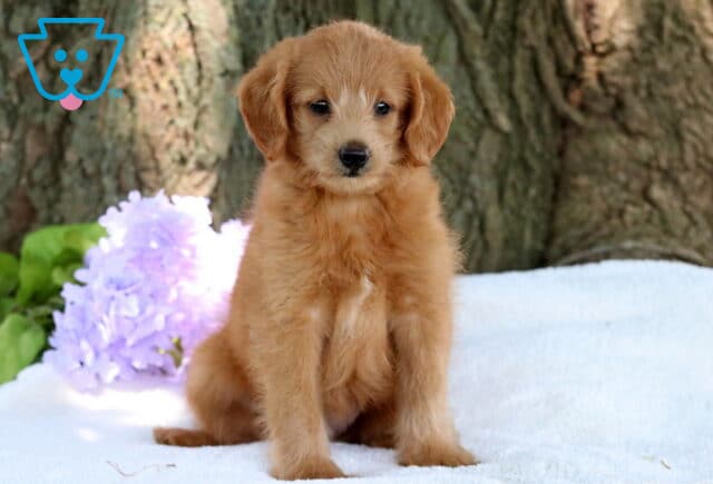 Nat Mini Labradoodle2 image