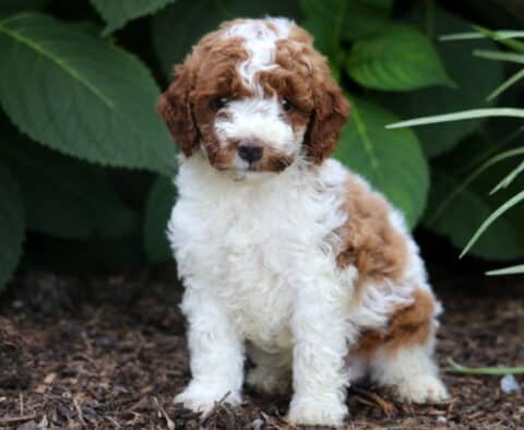 Curly-coated Miniature Poodle puppy with white and reddish-brown markings sitting on mulch in a garden, looking sweetly at the camera with leafy greenery in the background.