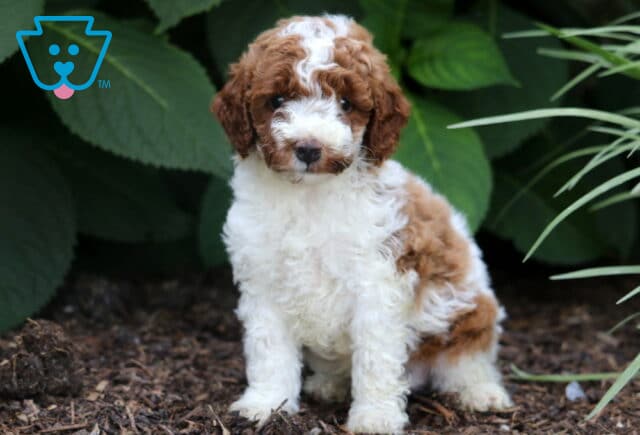 Curly-coated Miniature Poodle puppy with white and reddish-brown markings sitting on mulch in a garden, looking sweetly at the camera with leafy greenery in the background. image