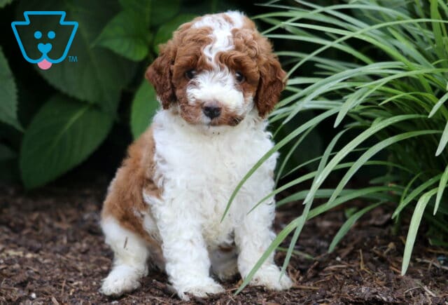 Fluffy Miniature Poodle puppy with a rich red and white curly coat sitting on mulch among vibrant green plants, looking softly at the camera with a gentle expression. image