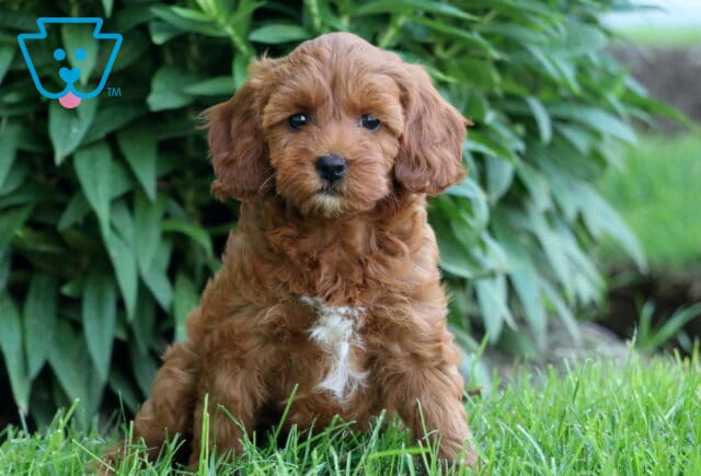 Cockapoo puppy with a shiny reddish-brown coat and a white chest patch sitting in green grass, with dense green plants in the background. image