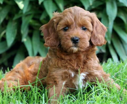 Cockapoo puppy with a reddish-apricot coat and a small white patch on the chest laying on green grass, with leafy plants in the background.