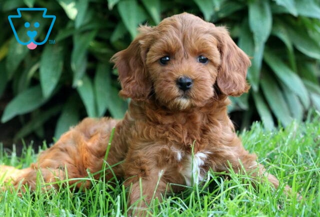 Cockapoo puppy with a reddish-apricot coat and a small white patch on the chest laying on green grass, with leafy plants in the background. image