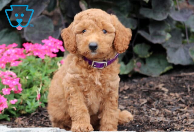 Navy Mini Goldendoodle image