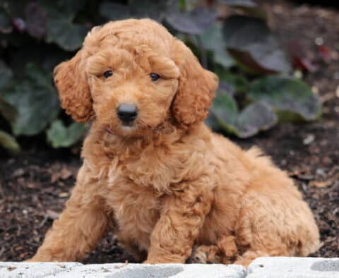 Navy Mini Goldendoodle2
