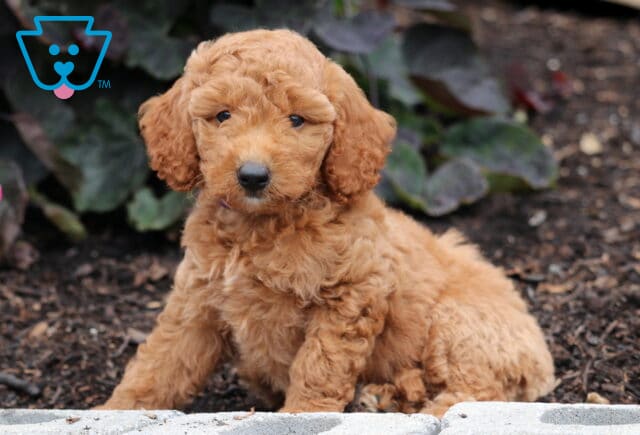 Navy Mini Goldendoodle2 image