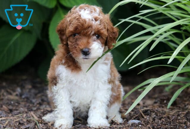 Miniature Poodle puppy with a curly red and white coat sitting on mulch, framed by green leaves and tall grass, with one blade of grass gently crossing its face. image