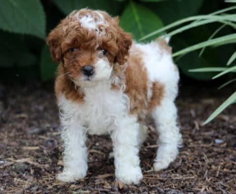 Miniature Poodle puppy with a fluffy red and white coat standing alertly on mulch, surrounded by leafy green plants and soft natural lighting.