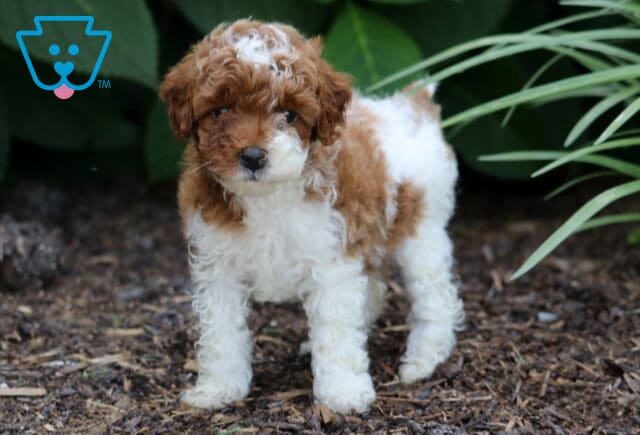 Miniature Poodle puppy with a fluffy red and white coat standing alertly on mulch, surrounded by leafy green plants and soft natural lighting. image