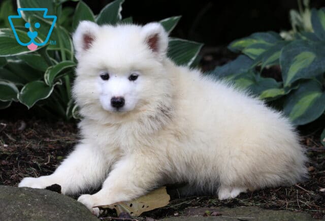 Navy Samoyed image