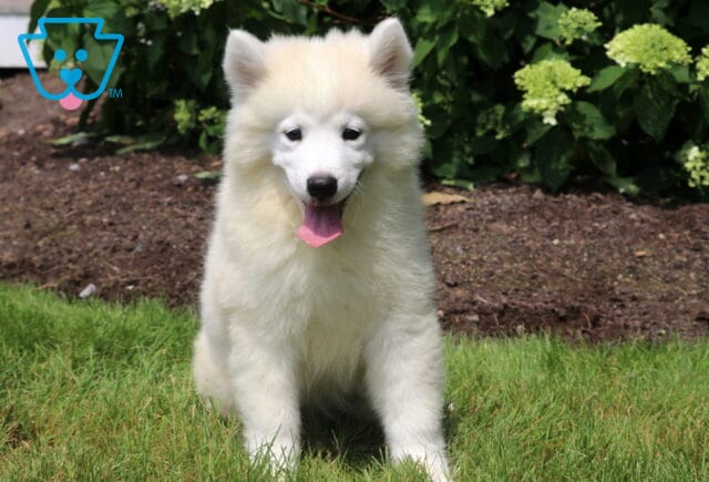 Fluffy white Samoyed puppy sitting on green grass with its tongue out and ears perked up, enjoying a sunny day in front of a mulched flower bed with blooming hydrangeas. image
