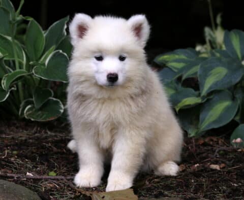 Navy Samoyed2
