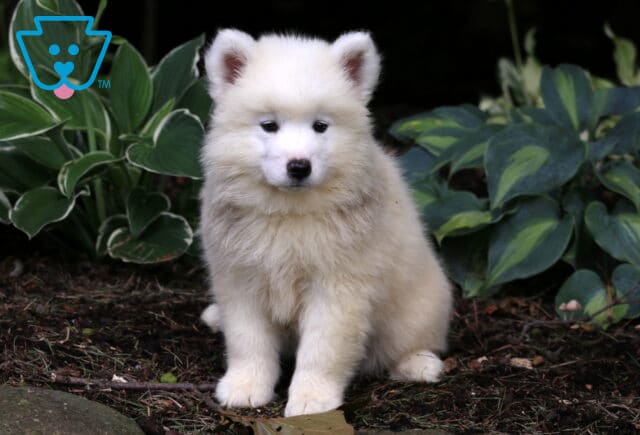 Navy Samoyed2 image