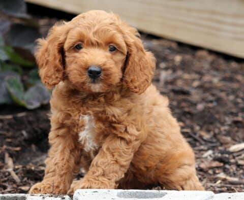 Nelly Mini Goldendoodle