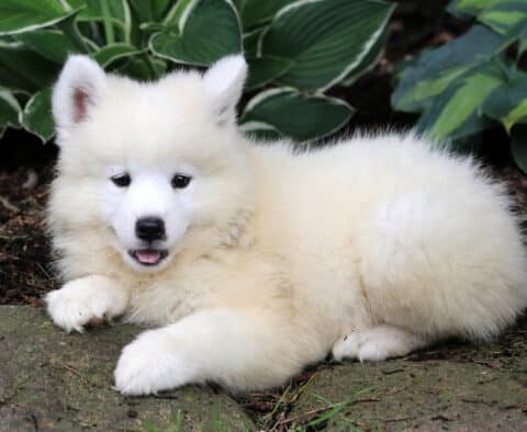 Nelly Samoyed