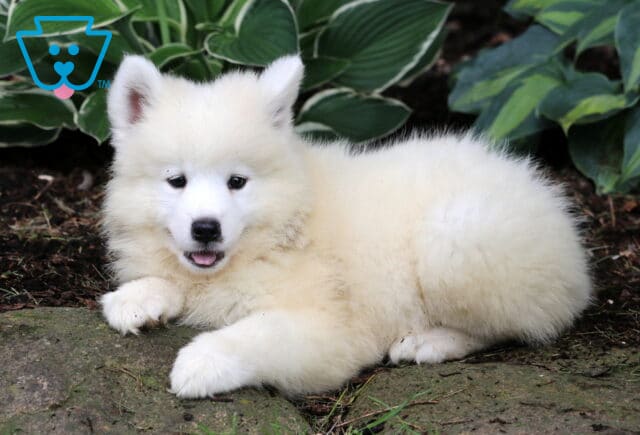 Nelly Samoyed image