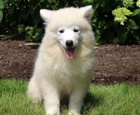 Fluffy white Samoyed puppy sitting on green grass with its mouth open and tongue out, posing cheerfully in front of flower bushes on a sunny day.