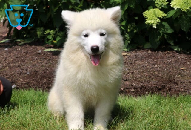 Fluffy white Samoyed puppy sitting on green grass with its mouth open and tongue out, posing cheerfully in front of flower bushes on a sunny day. image