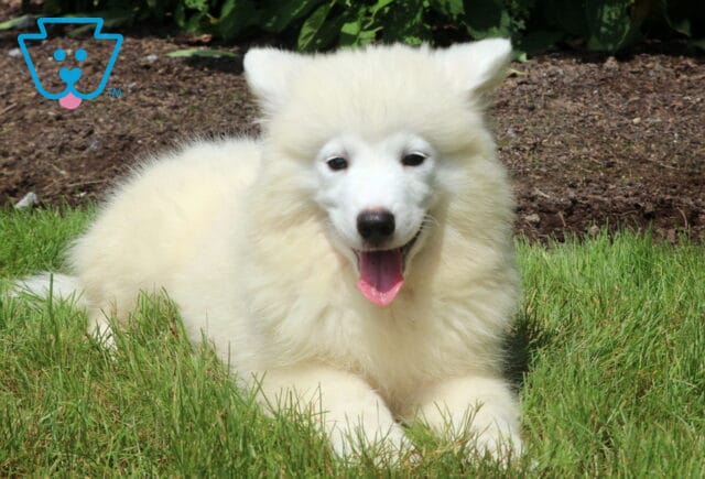 Fluffy white Samoyed puppy lying on green grass with its mouth open and tongue out, enjoying the sunshine near a garden bed filled with greenery. image
