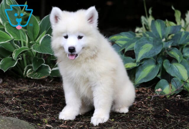 Nelly Samoyed2 image