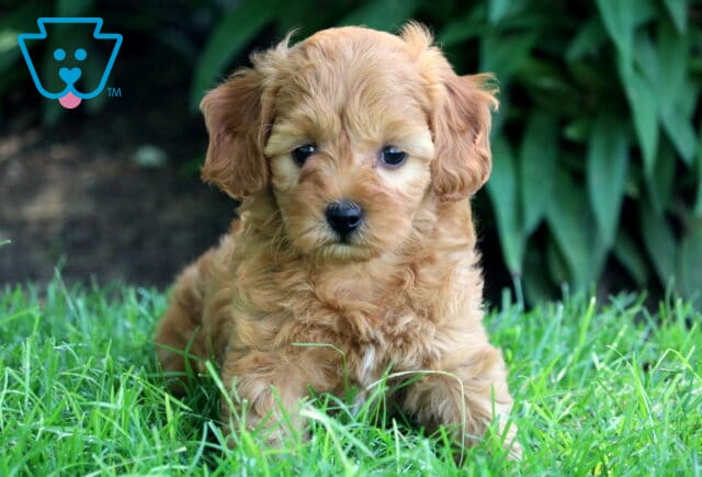 Fluffy apricot Cockapoo puppy sitting in the grass with a soft, curious expression, greenery blurred in the background. image