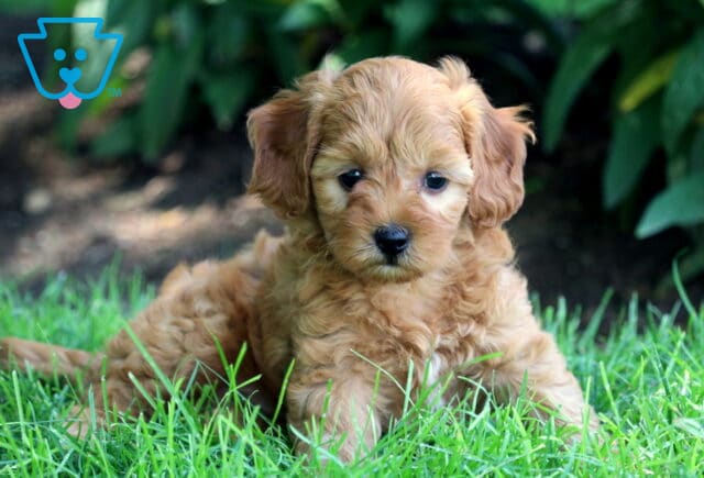 Curly apricot Cockapoo puppy lying in the grass with a gentle expression, surrounded by green foliage in the background. image