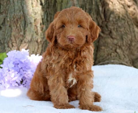 Nemo Mini Labradoodle