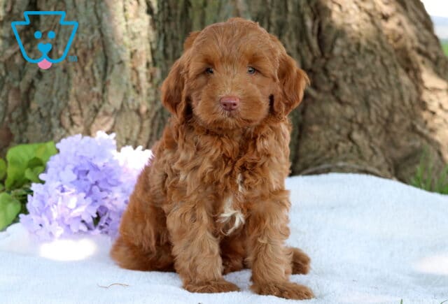Nemo Mini Labradoodle image