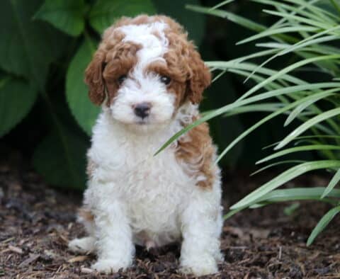 Miniature Poodle puppy with a soft, curly white and red coat sitting upright on mulch, framed by leafy greenery and ornamental grass, looking calmly at the camera.