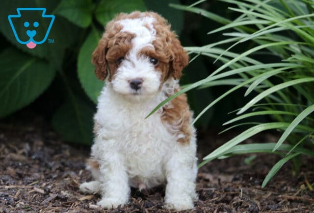 Miniature Poodle puppy with a soft, curly white and red coat sitting upright on mulch, framed by leafy greenery and ornamental grass, looking calmly at the camera. image