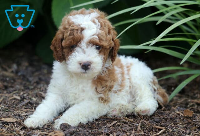 Miniature Poodle puppy with a soft, curly white and apricot coat lying comfortably on mulch, surrounded by lush green plants and ornamental grass, gazing softly at the camera. image