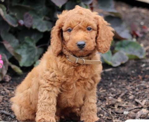 Newbie Mini Goldendoodle