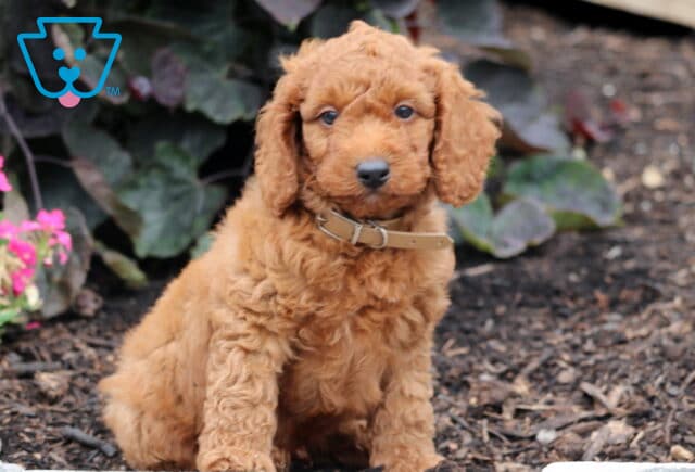 Mini Goldendoodle puppy with curly apricot fur and a tan collar sitting on dark mulch with green leaves and pink flowers in the background. image